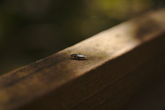 Black cockroach on a wooden post