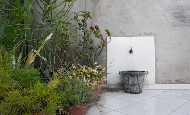 Standing water in a tin pail, a prime spot for mosquito eggs. The pail is in front of a white outdoor faucets, plants, and flowers.
