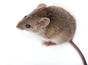 small brown mouse isolated in white