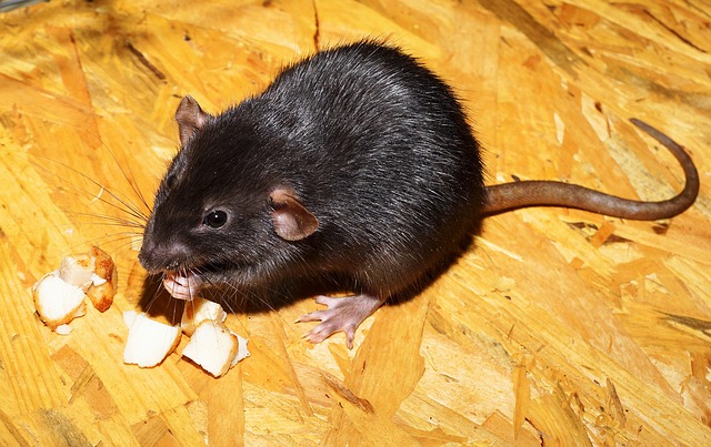 Large black rat eating pieces of cheese on a wooden floor, one of the signs of rodents in your home